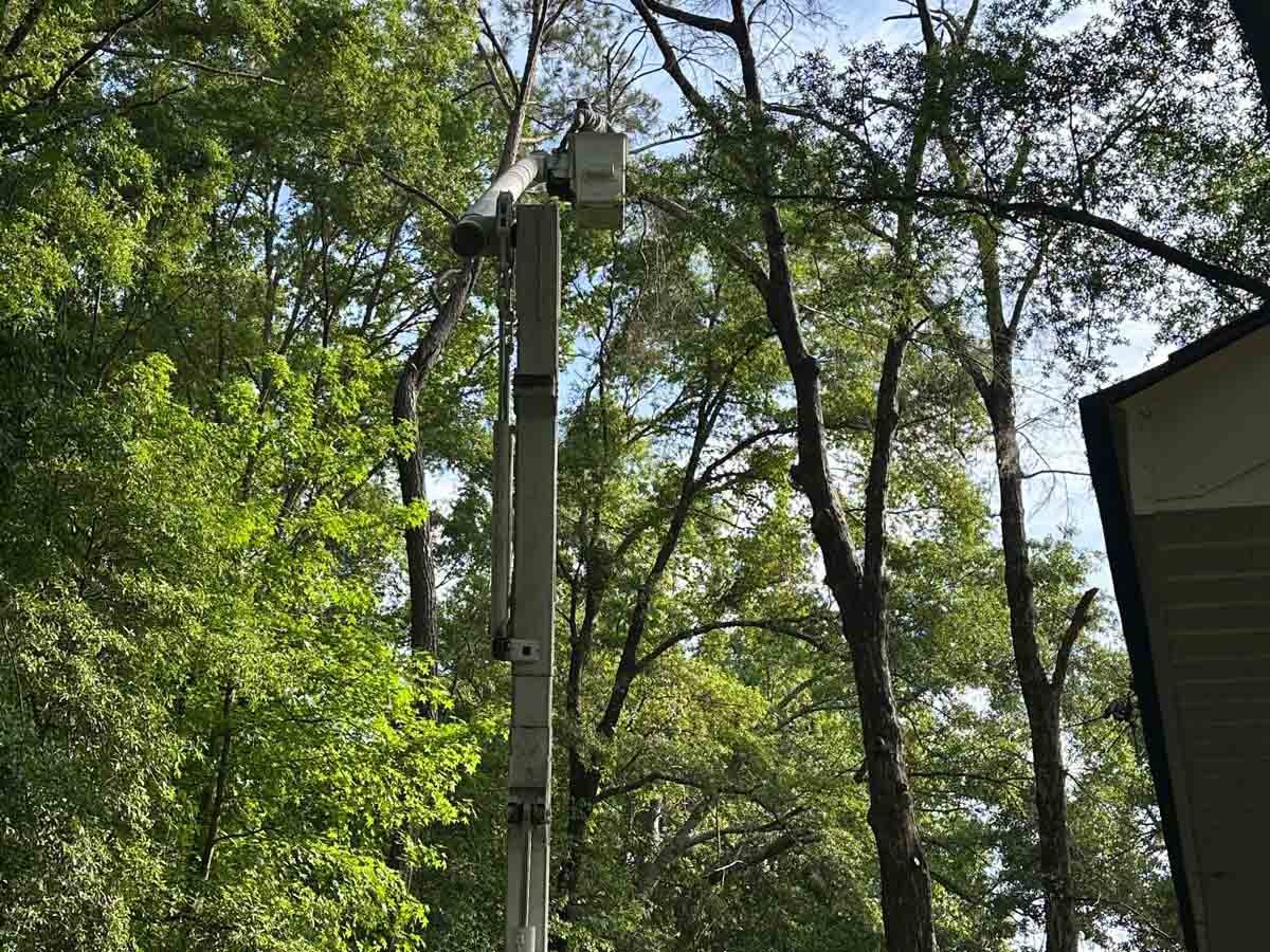 El Costeño Tree Service LLC